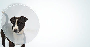 Veterinary Products