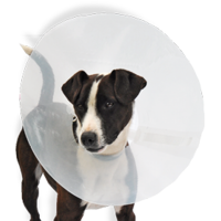 Veterinary Products